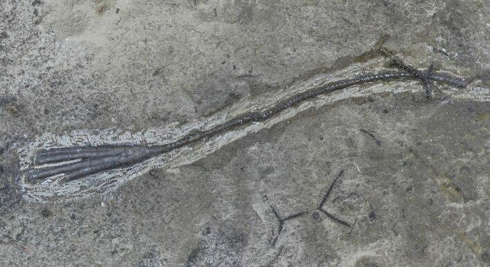 Crinoid (Ectenocrinus) Fossil - Walcott-Rust Quarry, NY #68359